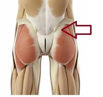 Illustration showing gluteus minimus and medius muscles that affect lower back pain