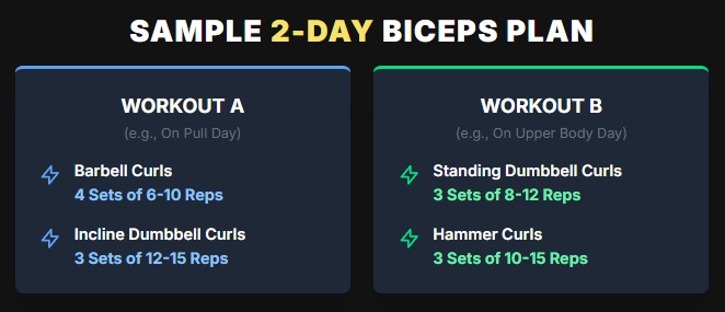 Building Your Biceps Training Schedule: A Simple Plan